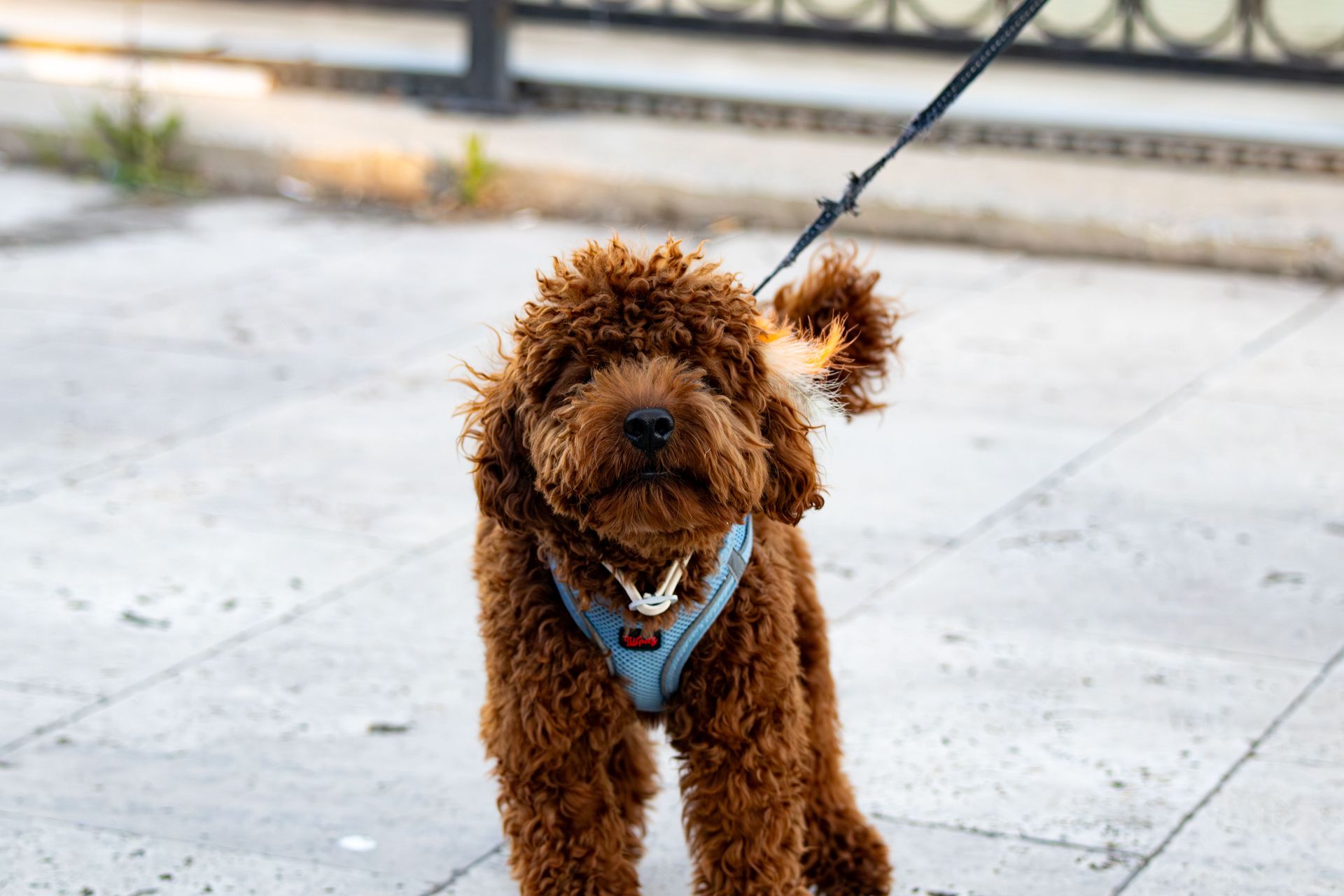 Cute brown Labradoodle puppy on a leash wearing a blue harness on a city street.
