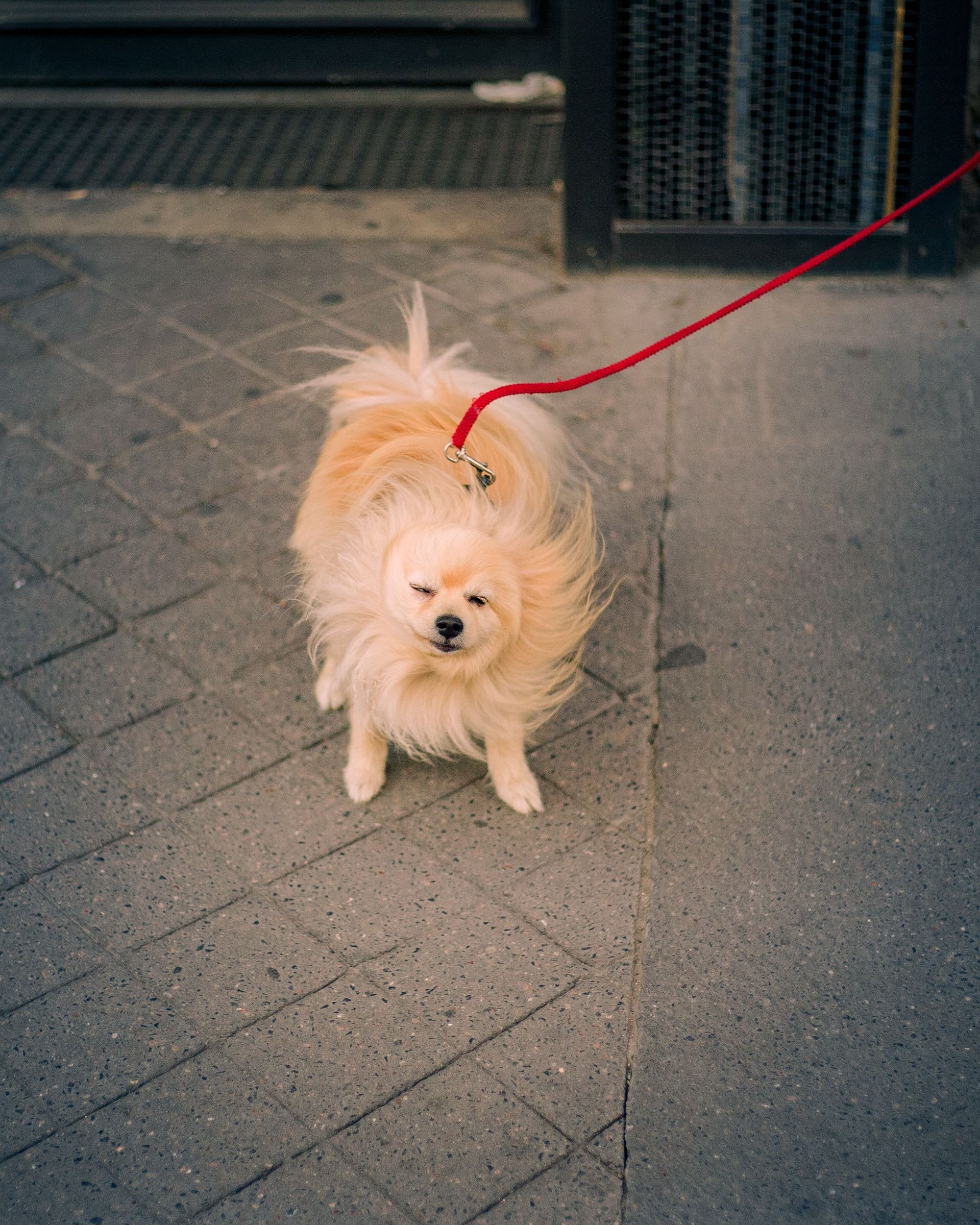 Adorable fluffy Pomeranian dog standing on a city sidewalk with a red leash.