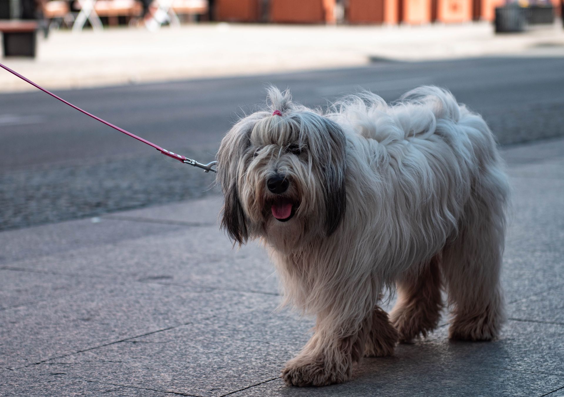 Charming Polish Lowland Sheepdog being walked in Warsaw's urban setting.