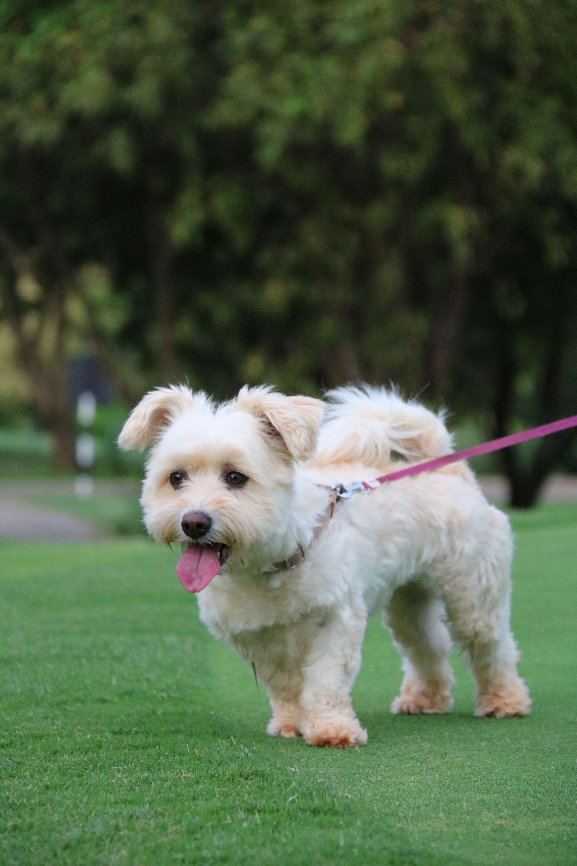 Charming fluffy dog with a pink leash standing on green grass in a park setting.