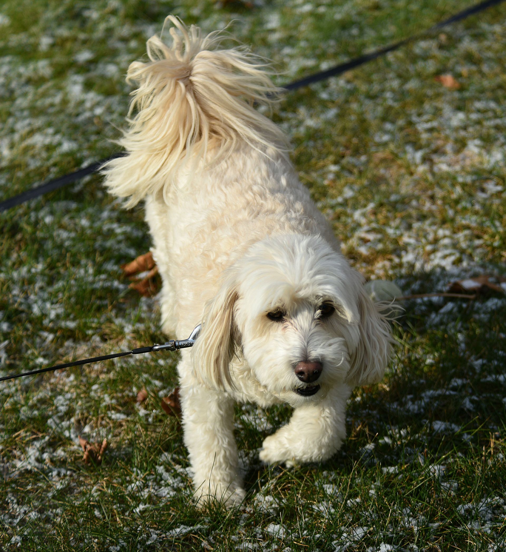 A fluffy white dog on a leash in a snowy grass field during the day.