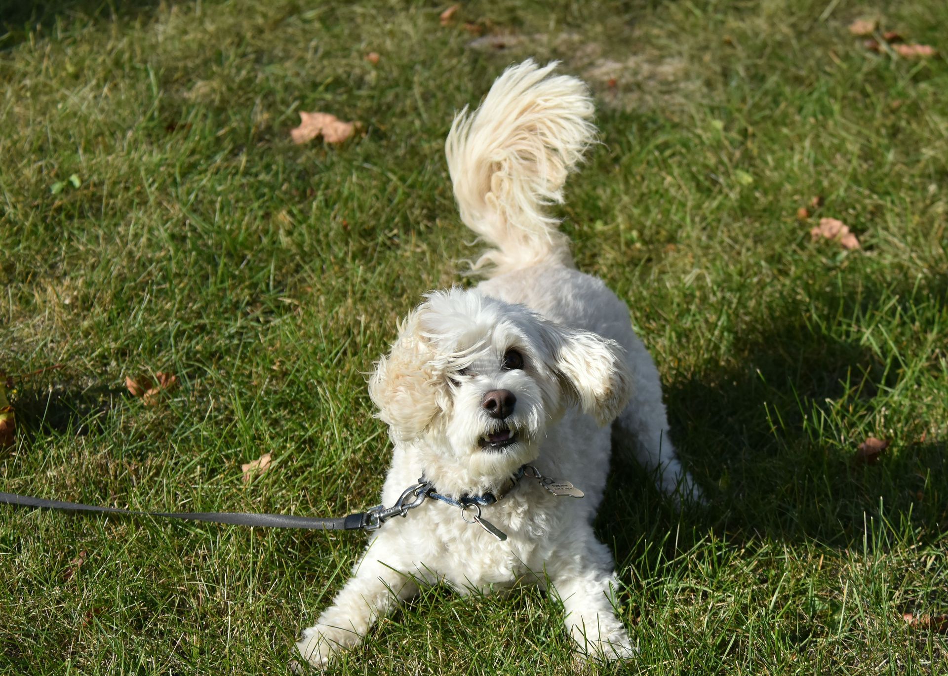 A cute white dog plays on a grassy field. Perfect stock photo for pet-related themes.